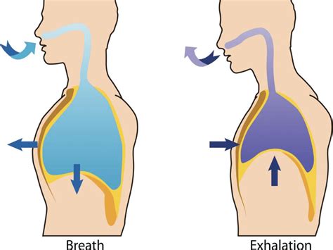 Mechanism of Breathing NEET Notes | EduRev