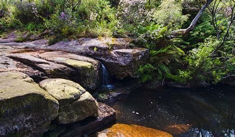 Barren Grounds Nature Reserve | NSW National Parks