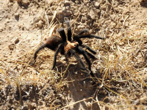 Tarantulas! What to Know About Colorado’s Spider Migration - 5280