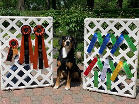 Entlebucher Mountain Dog Puppies For Sale