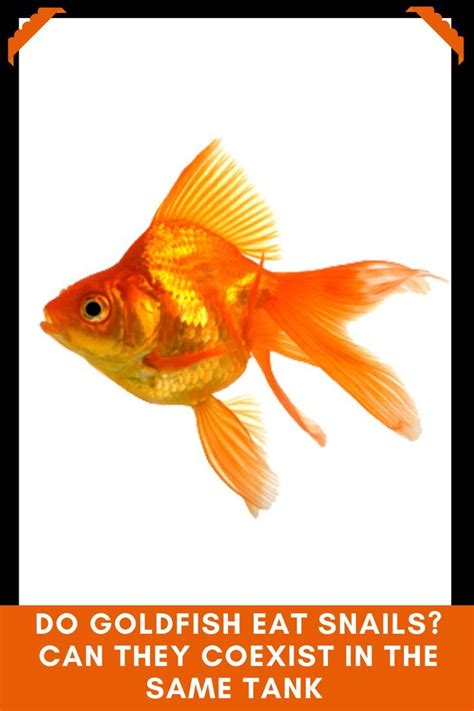 Do Goldfish Eat Snails? Can They Coexist In The Same Tank | Fantail goldfish, Goldfish, Fish