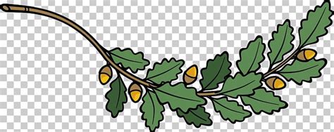 Tree Acorn Drawing PNG, Clipart, Acorn, Artwork, Branch, Diagram, Drawing Free PNG Download