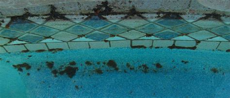 How To Remove Black Algae From Your Swimming Pool | Kill Black Algae