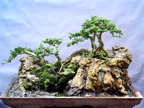 Cara Membuat Tanaman Bonsai Dengan Mudah