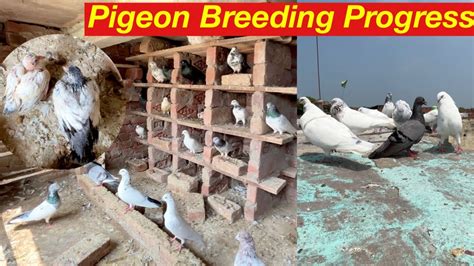 September Pigeon Breeding Progress 🥰 - YouTube