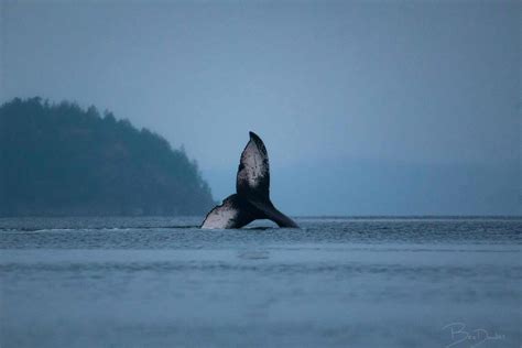 Vancouver Island Wildlife Viewing Guide