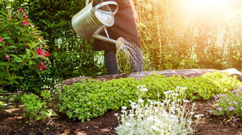 6 Tips For Saving Water In Your Garden From Thames Valley Landscapes