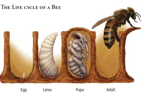 The Life Cycle Of Bees