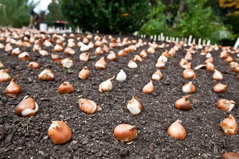 How to Plant Tulip Bulbs in Fall - growhappierplants.com