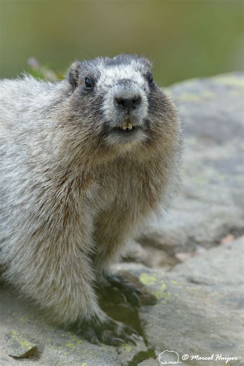 Marcel Huijser Photography | Montana wildlife: Hoary marmot (Marmota caligata)