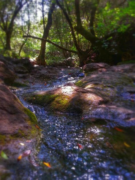 Tilden Regional Park || Berkeley, Ca | California coast, Favorite places, Hiking trails