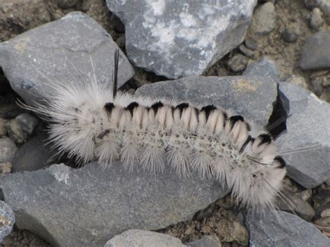 Hickory Tussock Moth – LIFE IN THE LOWER SUSQUEHANNA RIVER WATERSHED