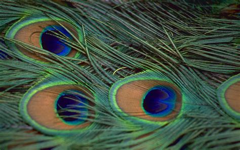 The White Peacock: Beautiful peacock feathers