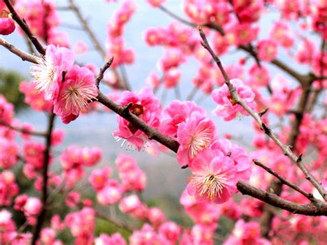 Mei Hua | Prunus mume, Plum flowers, Plum blossom