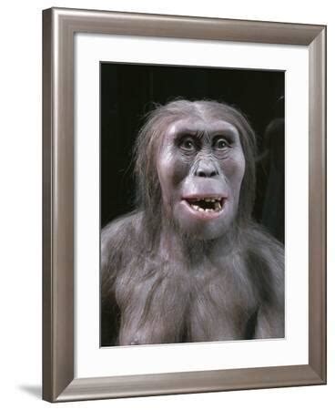 Reconstruction of Lucy, a Fossil Hominid Dated to around 8 Million ...