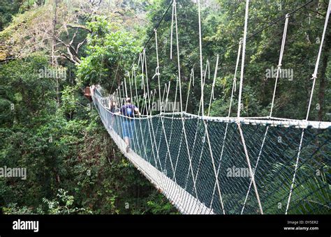 Canopy walkway. Taman Negara National Park. Malaysia Stock Photo - Alamy