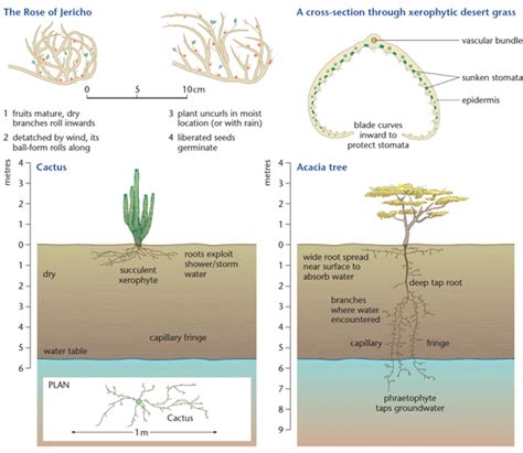 Plant Adaptation in Deserts | gcse-revision, geography, desert-environments, plant-adaptation ...