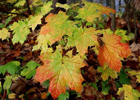 Acer Maple Leaves Autumn - Free photo on Pixabay