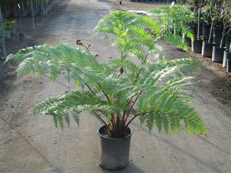 Cyathea cooperi - T-Y Nursery