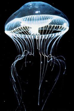 Aequorea Victoria Jellyfish - Aequorea Victoria Jellyfish home