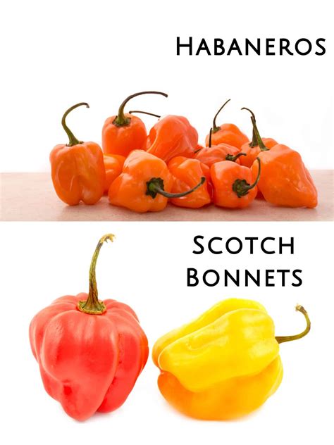 Scotch Bonnet Vs Habanero: Revealing 3 Key Differences In This Spicy ...