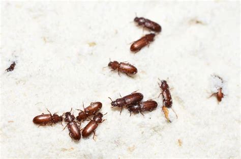 14 Little Bugs in the Flour (How to Get Rid of Them?)