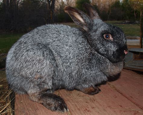 Othala Acres Rabbitry - Silver Fox Rabbits