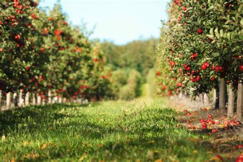 The 18 Best Apple Orchards in New York - Minneopa Orchards