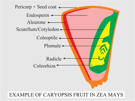 A dry indehiscent fruit is(a) Caryopsis(b) Follicle(c) Capsule(d) Pod