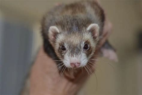 What Is The Rarest Ferret Color? - My Happy Ferret