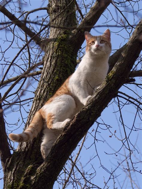 Beautiful cat on the tree stock image. Image of park - 149141709