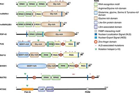 Frontiers | Dysregulation of RNA-Binding Proteins in Amyotrophic ...