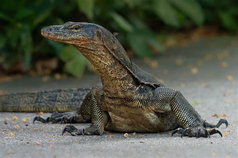 Thailand: Waran krabbelt aus Toilette von Urlaubern