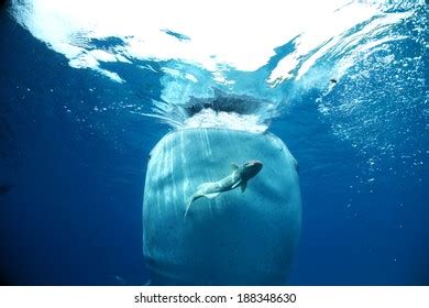 Whale Shark Feeding Stock Photo 188348630 | Shutterstock