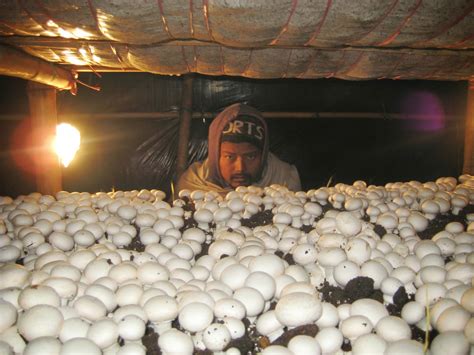 Mushroom Cultivation in India | Arun Gupta: Seasonal Mushroom Growing