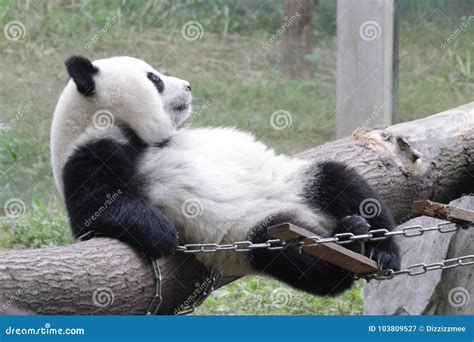 Playful Panda Cubs in Chongqing, China Stock Image - Image of closedup ...