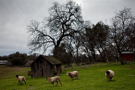 Farm animal sanctuary protects its charges - SFGate