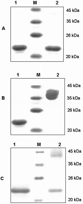 Disulphide-bond formation probed by SDS/PAGE (10 % gels) under reducing... | Download Scientific ...