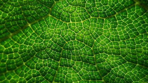 Free Images : leaf, flower, foliage, pattern, green, colorful, circle ...