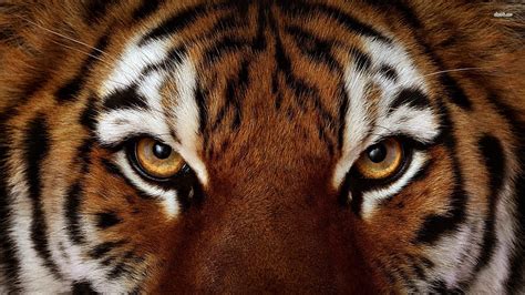 Eye of the tiger, face, tiger, cat, eye, HD wallpaper | Peakpx