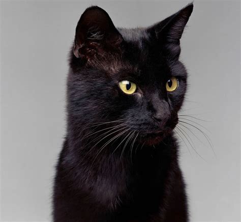 Blackie was the world Richest Cat with $13 million