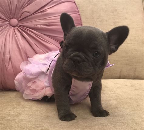 French Bulldog Puppies For Sale | Southwest Philadelphia, PA #194926