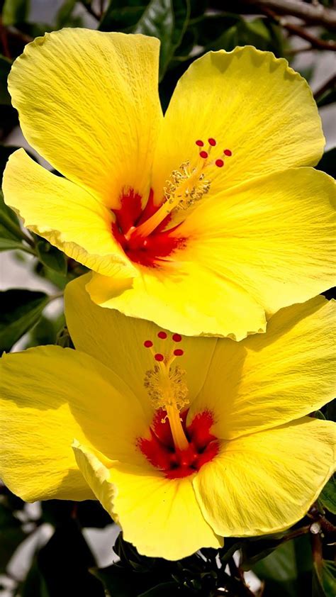 Hibiscus Flower Wallpapers - Top Free Hibiscus Flower Backgrounds - WallpaperAccess