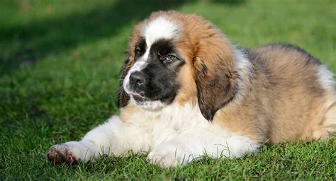 Mini St Bernard - Your Guide To The Smaller St Bernard