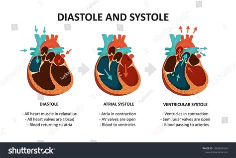 4,567 imágenes de Systole - Imágenes, fotos y vectores de stock | Shutterstock