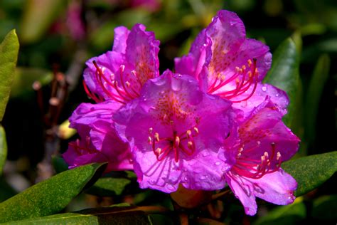 Rhododendron