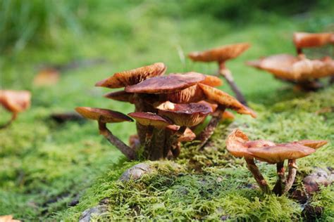 Mushroom Poisoning: Symptoms, Treatment and First Aid - Foods Trend