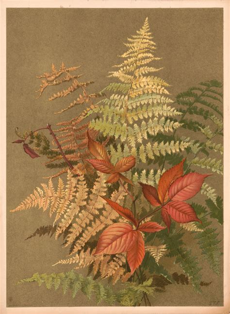 6 Fern Pictures - Vintage Botanicals! - The Graphics Fairy