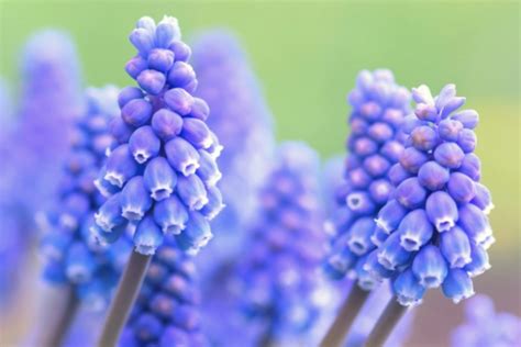 Grape Hyacinth: A Gardener’s Guide and Plant Profile - Spoken Garden