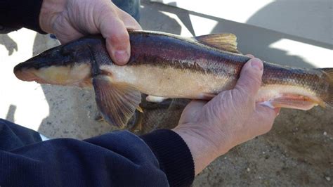 Tom Lounsbury: Sucker fishing a great cure for spring fever